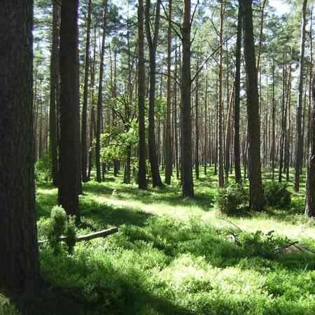 Wald bei Rieth